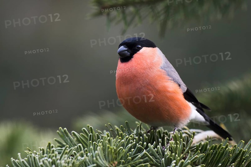 Bullfinch (Pyrrhula pyrrhula)