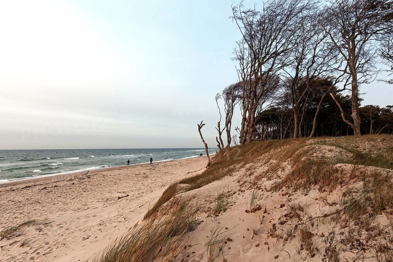 Windswept tree