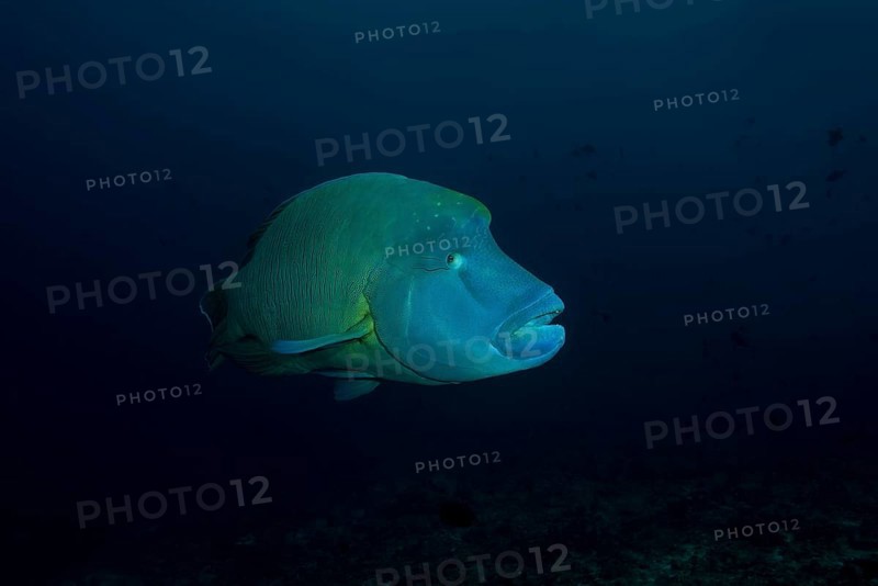 Humphead Wrasse or Napoleonfish (Cheilinus undulatus) swims in th blue water