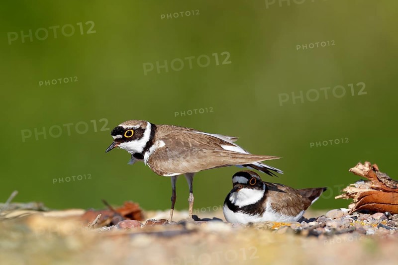Little ringed plover (Charadrius dubius)