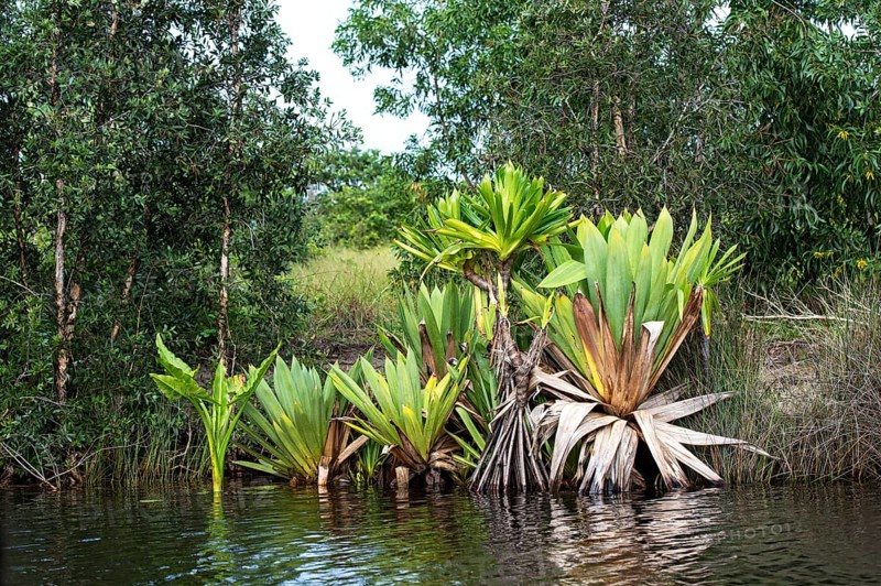 Screw pine (Pandanus) on the river bank