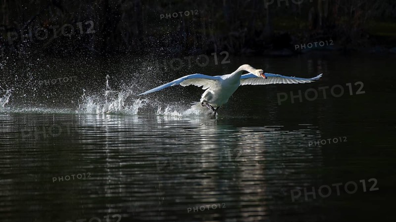 Mute swan (Cygnus olor)