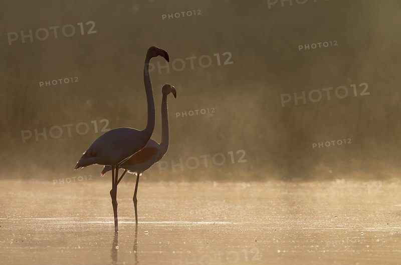 Greater Flamingo (Phoenicopterus roseus)