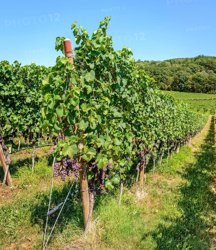 Blue grapes