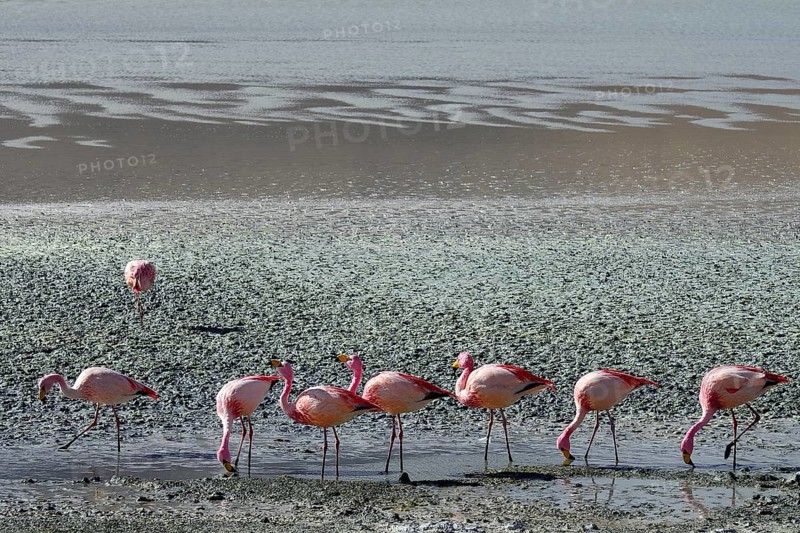 James's flamingos (Phoenicoparrus jamesi)