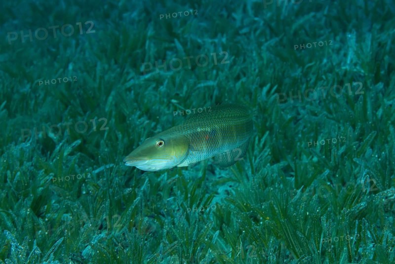 Cigar Wrasse (Cheilio inermis) swim over sea grass