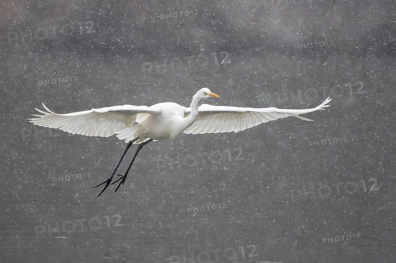 Great egret (Ardea alba) flying during snowfall