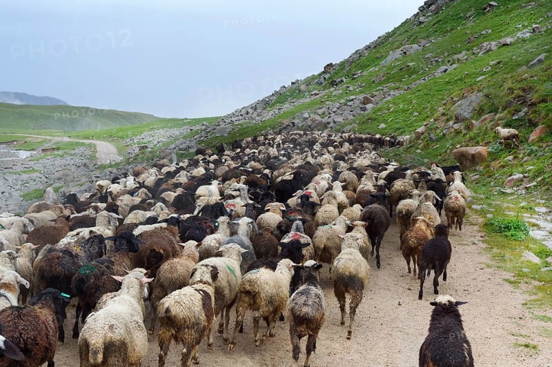 Sheep herd moving along Tosor Pass