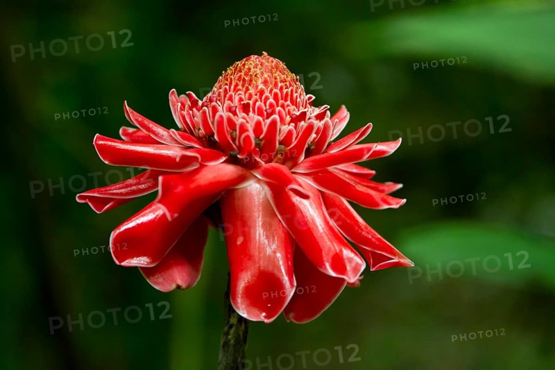 Red flower of Torch Ginger (Etlingera elatior)
