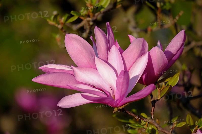 Mulan magnolia (Magnolia liliiflora)