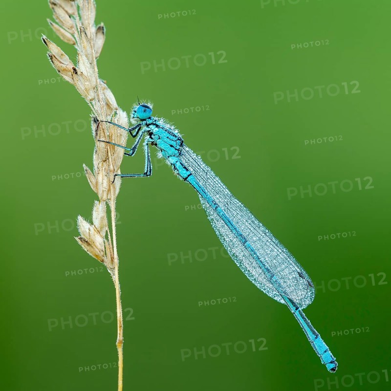 Azure damselfly (Coenagrion puella) sits on grass ear covered with dewdrops
