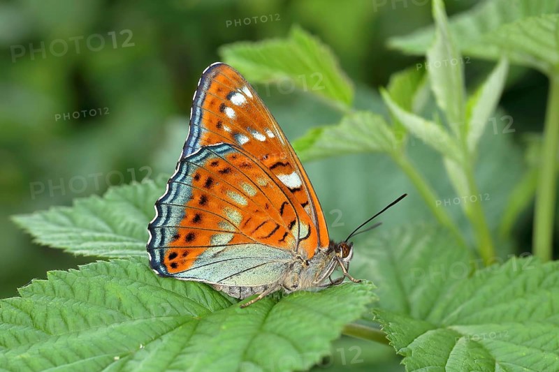 Poplar admiral (Limenitis populi) sitting on leaf