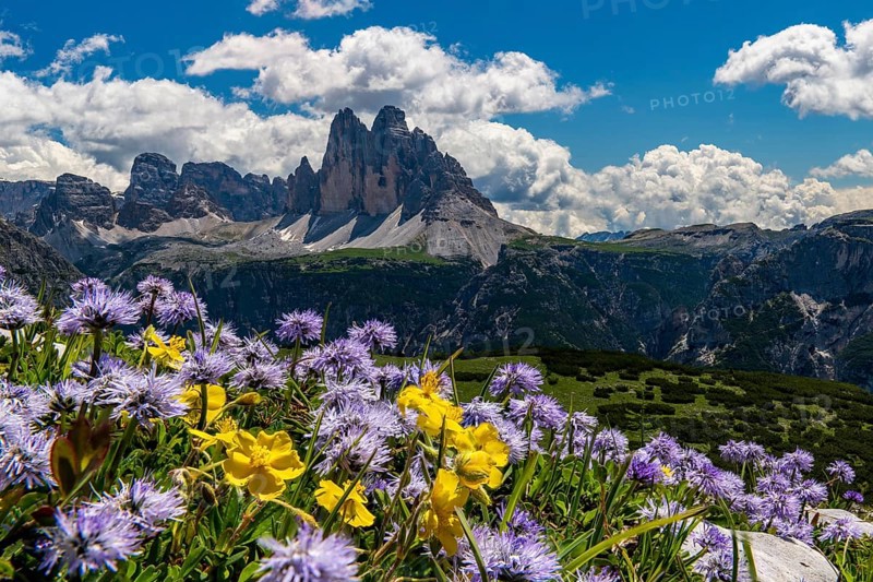 Flower meadow in front of mountain panorama