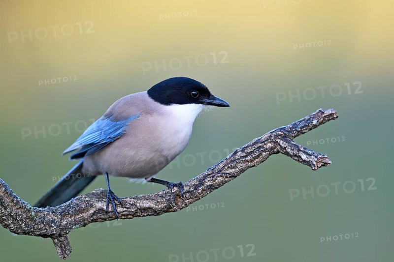 Iberian magpie (Cyanopica cooki)