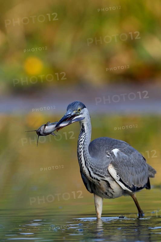 Grey heron (Ardea cinerea) with a black minke catfish