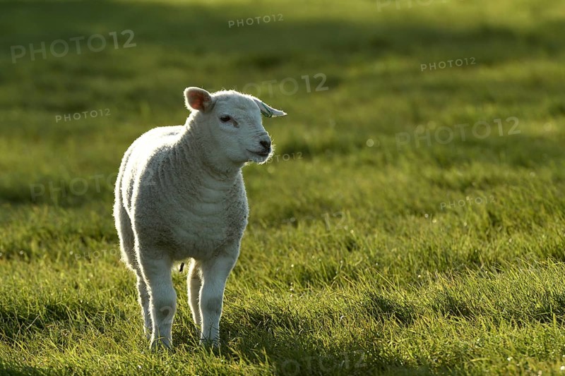 Sheep (Ovis)