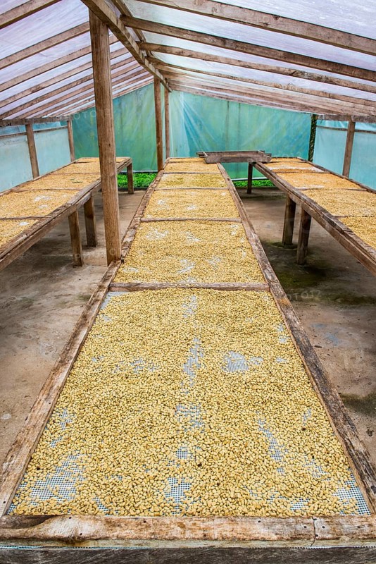 Coffee beans left to dry