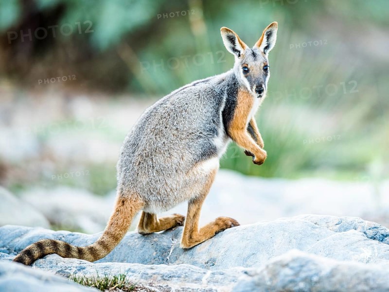 Yellow-footed rock-wallaby (Petrogale xanthopus)