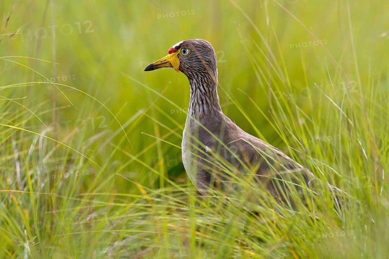 African wattled lapwing (Vanellus senegallus) in grass