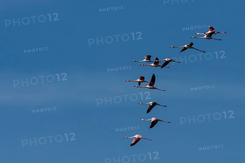 Greater flamingos (Phoenicopterus roseus)