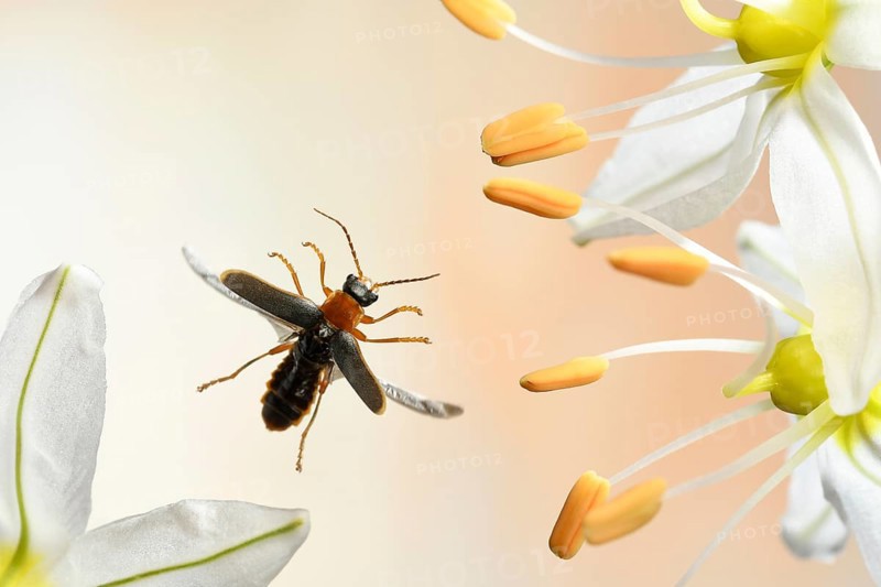 Soft beetle (Cantharis lateralis)
