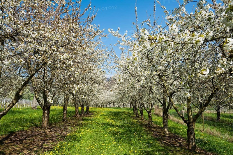 Cherry blossom