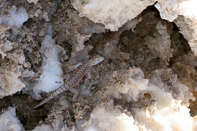 Fabian's Lizard