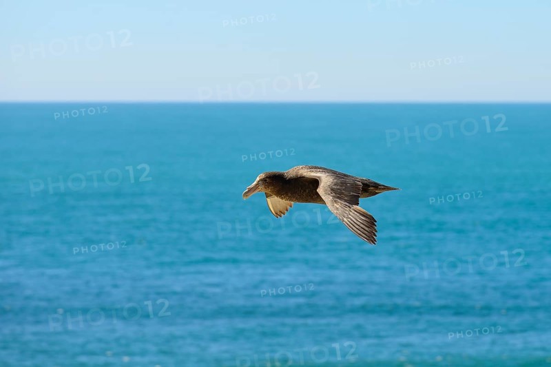Southern giant petrel (Macronectes giganteus) in flight over the sea