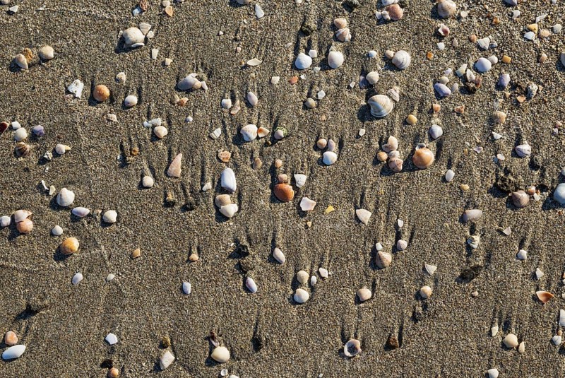 Shells at the Playa del Monsul