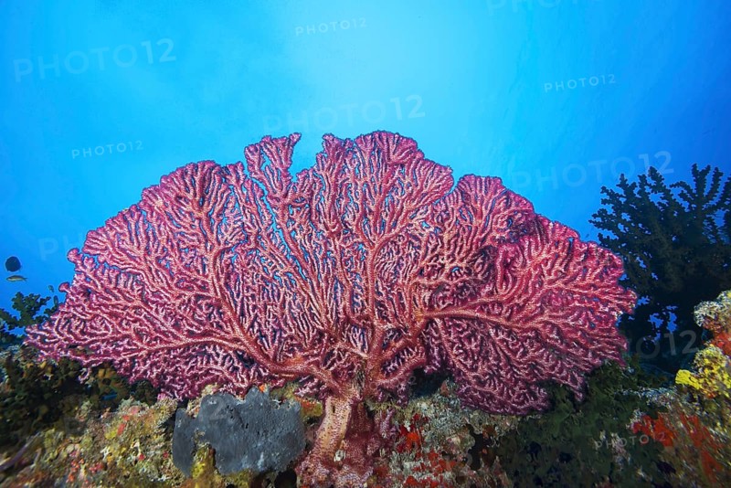 Cherry Blossom Coral or Godeffroy's Soft Coral (Siphonogorgia godeffroyi)