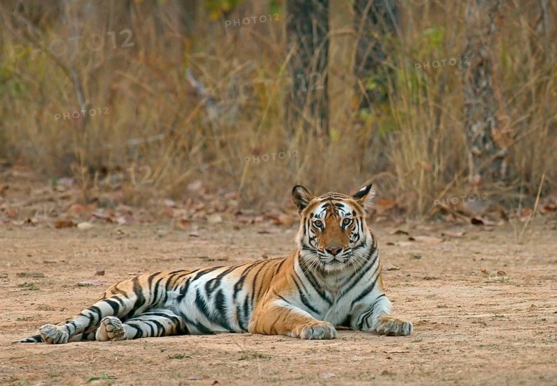 Bengal tiger (Panthera tigris tigris)