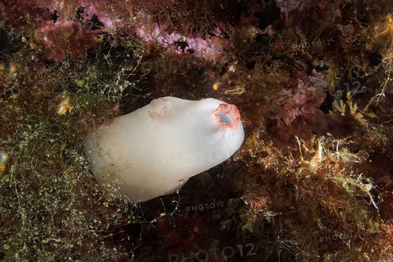Dirty Sea-squirt or European Sea Squirt (Ascidiella aspersa)