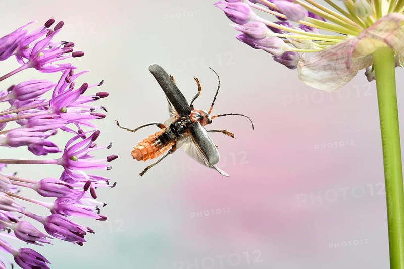 Rustic Sailor (Cantharis rustica)