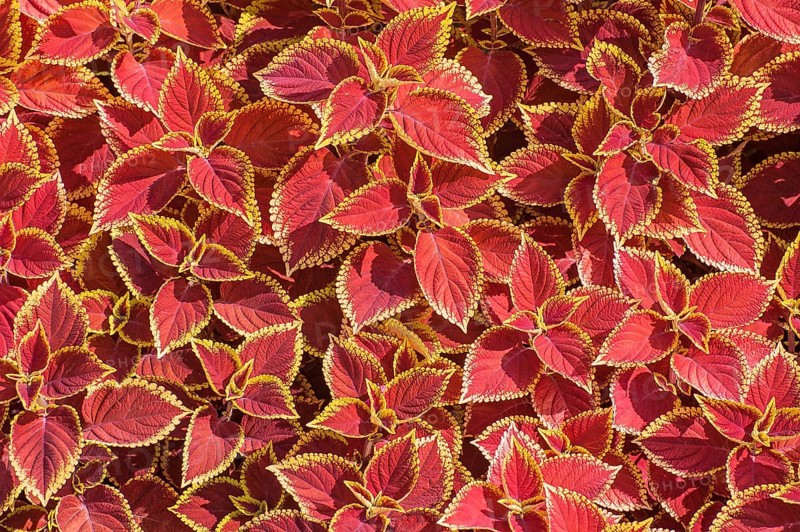 Coleus nettles (Solenostemon)