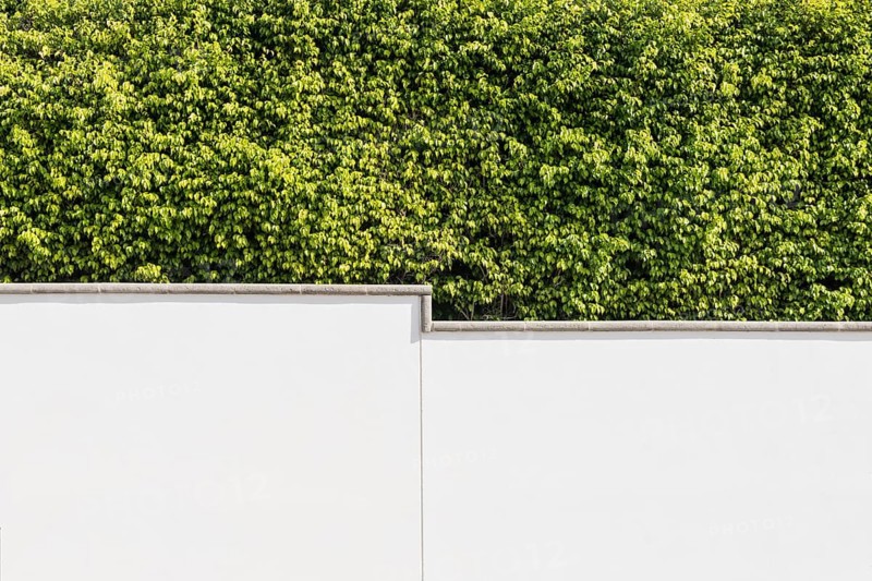 Dense Benjamini hedge in front of white perimeter wall in Puerto Calero