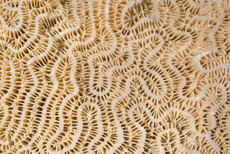 Coral fossil texture background