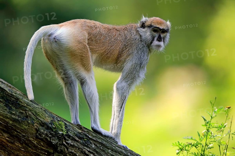Common patas monkey (Erythrocebus patas patas)
