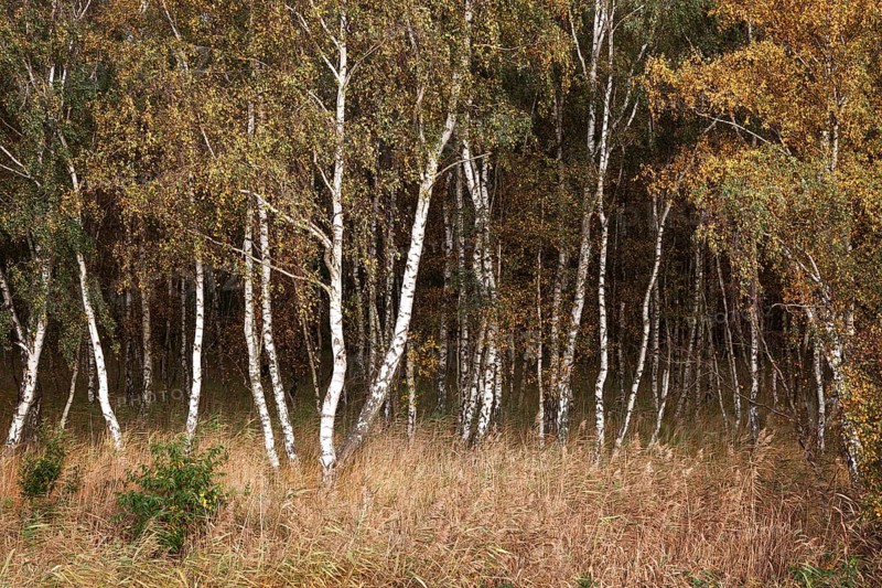 Birches (Betula)
