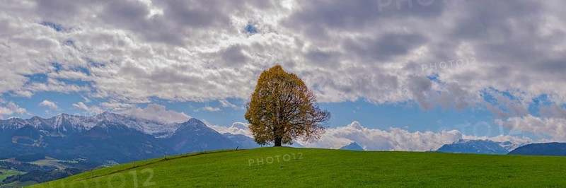 Linden tree (Tilia) with autumn colouring