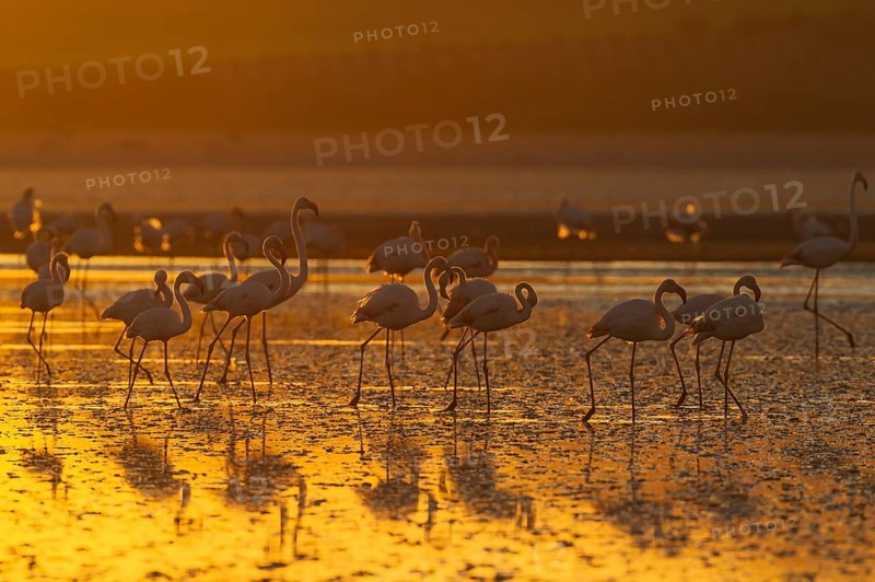 Greater Flamingos (Phoenicopterus roseus)