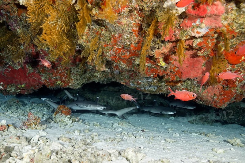 School of fish