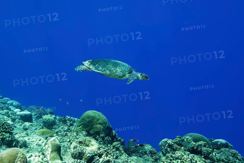Hawksbill sea turtle (Eretmochelys imbricata) swims near coral reef in the blue water