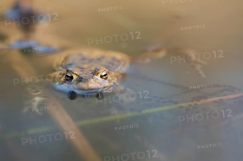 Common toad (Bufo bufo) with spawning lines in the water