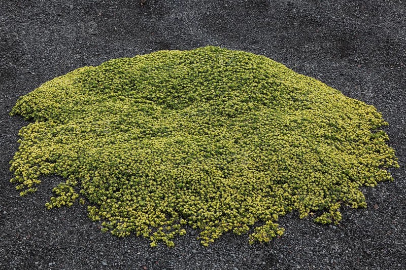 Stonecrop (Sedum)