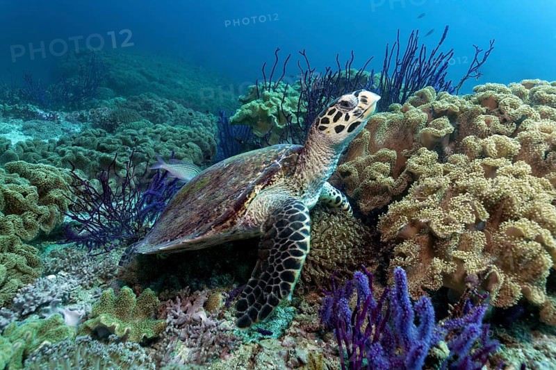 Hawksbill sea turtle (Eretmochelys imbricata)