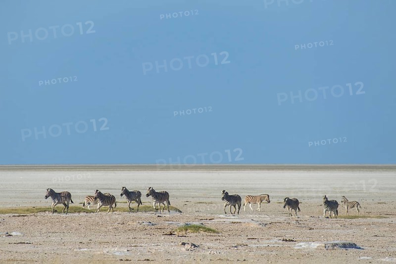 Burchell's Zebras (Equus quagga burchelli)