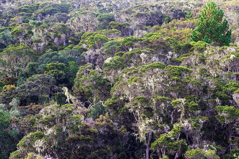 Evergreen mountain rainforest