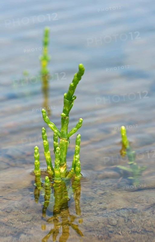Glasswort (Salicornia spec.)
