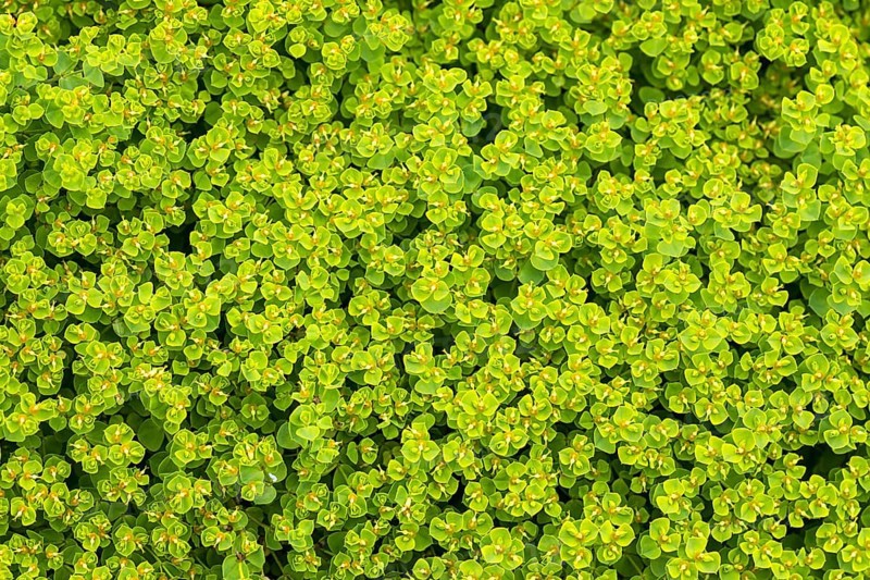 Cypress spurge (Euphorbia cyparissias)