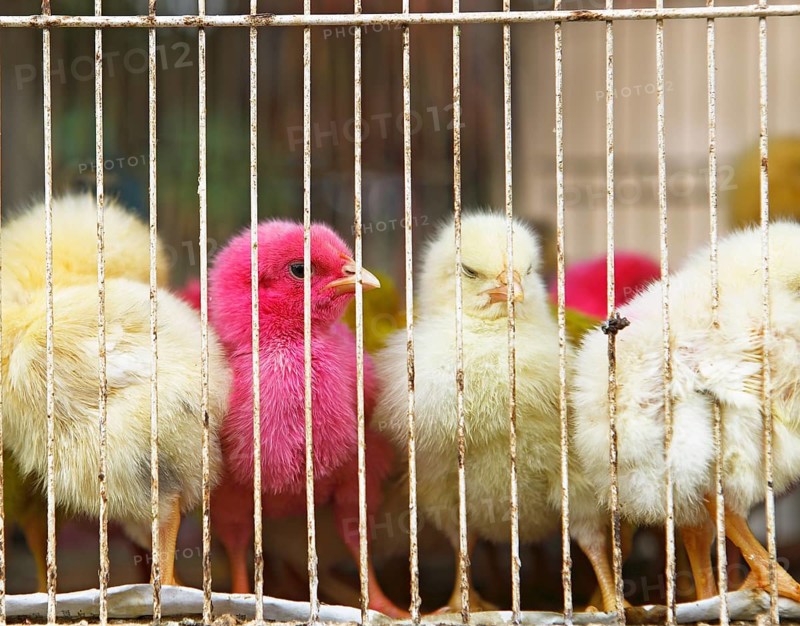 Coloured chicks in a cage